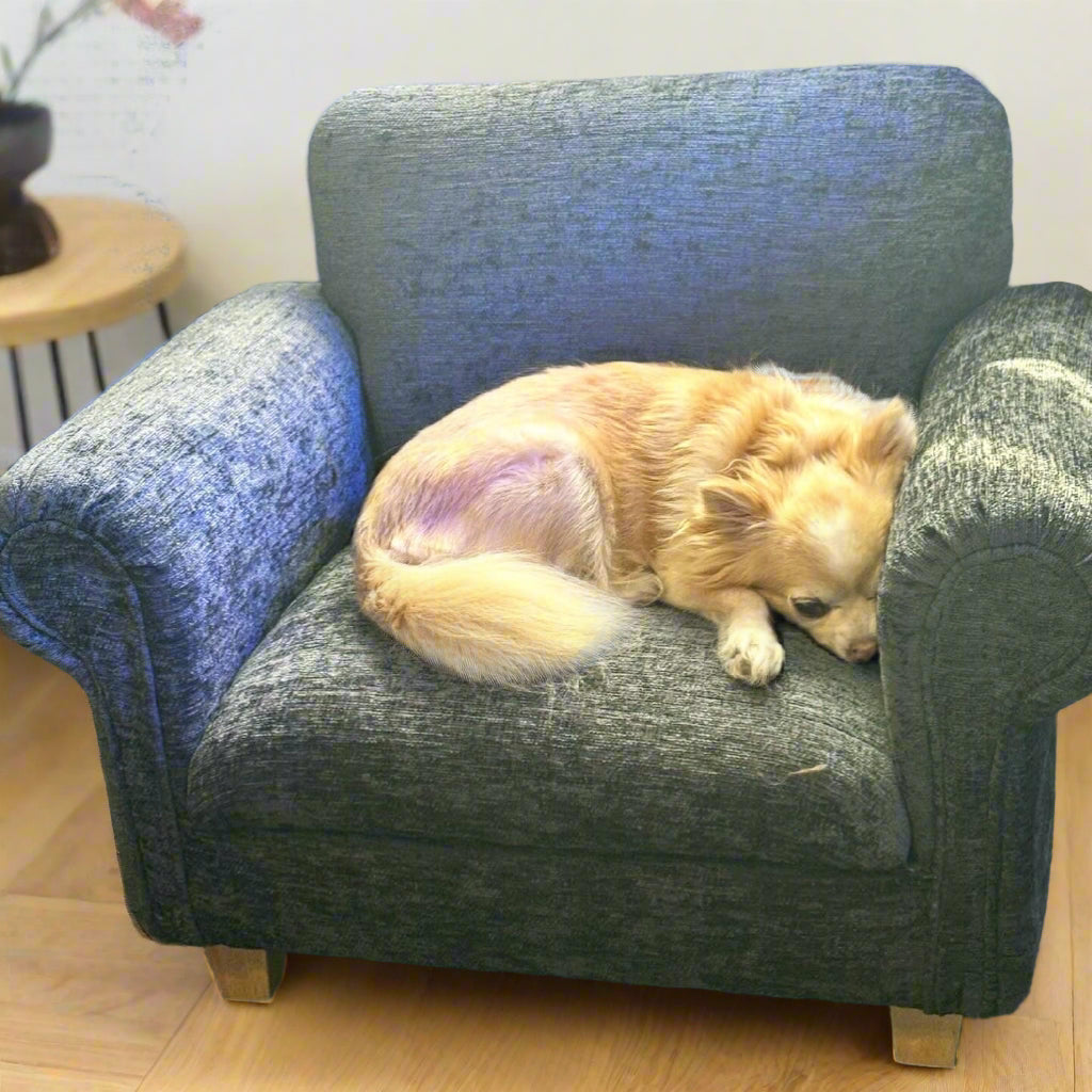 chihuahua on small dark grey miniature dog sofa