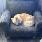 chihua sleeping on miniature luxury dog and pet armchair with a cushioned seat
