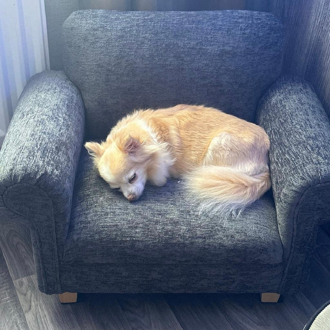 chihua sleeping on miniature luxury dog and pet armchair with a cushioned seat