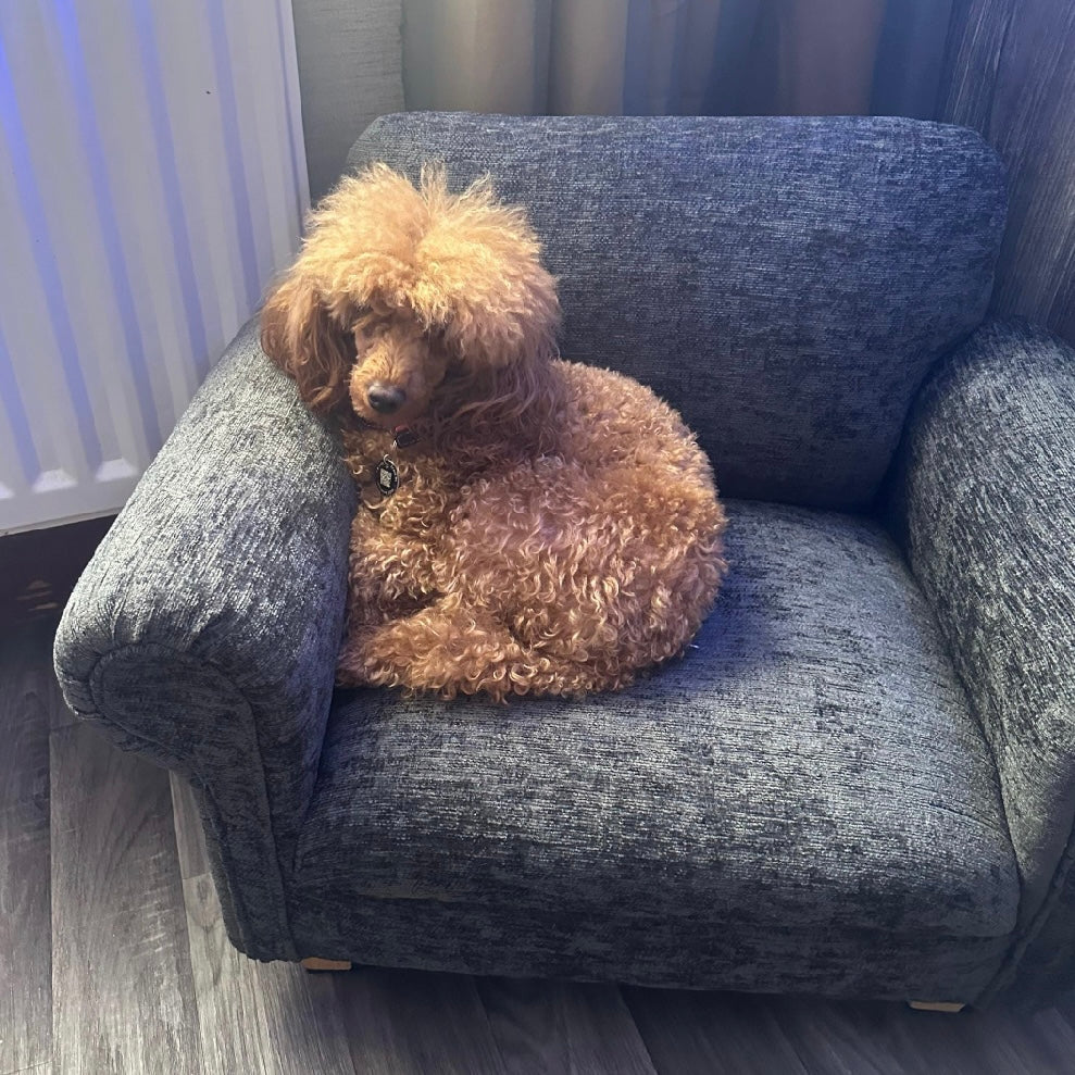 toy poodle on a small miniature dog sofa in charcoal black grey chenille fabric